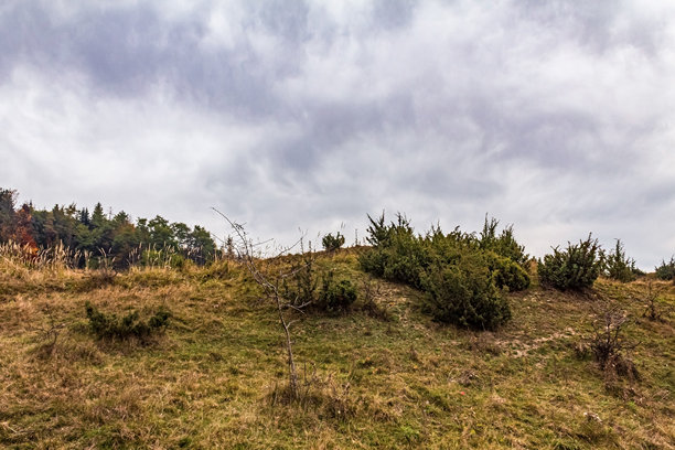 自然风光，森林，喀尔巴阡山，欧洲自然照片，东欧图片下载