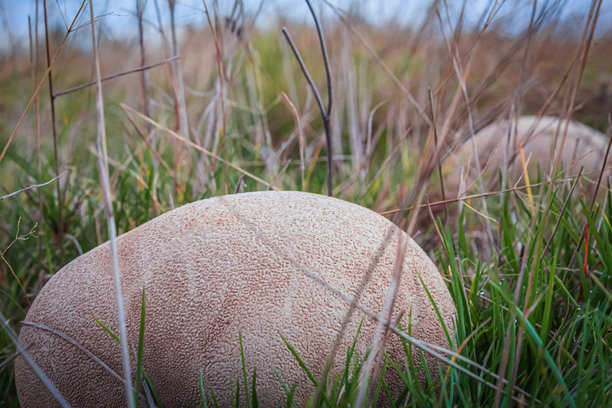 宏观照片，动物，自然 - 欧洲，东欧图片下载