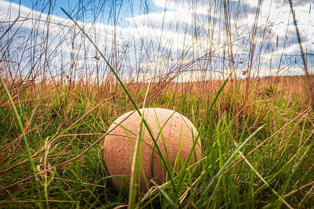 微距照片，动物，自然 - 欧洲，东欧图片下载