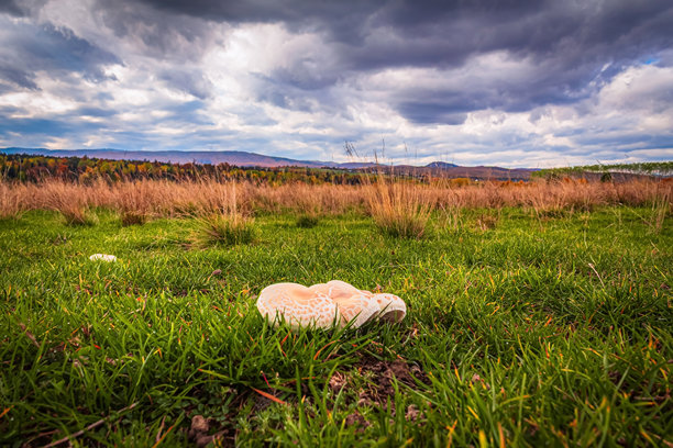 宏观照片，动物，自然 - 欧洲，东欧图片下载