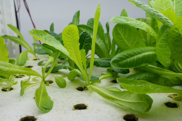 公寓里用于种植沙拉蔬菜的水培系统照片图片下载