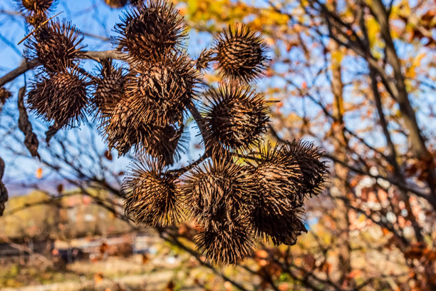 宏观照片，动物，自然 - 欧洲，东欧图片下载