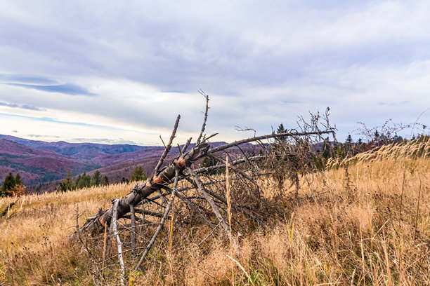 自然风光，森林，喀尔巴阡山，欧洲自然照片，东欧图片下载