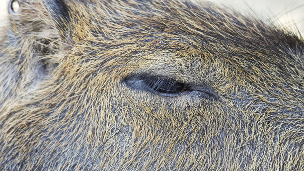 一只水豚的眼睛的特写照片。图片下载