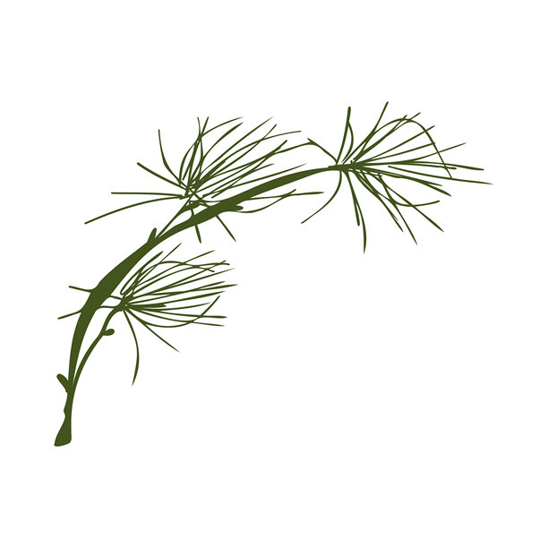 松树简单枝条插画，孤立在白色背景上。常绿冷杉树枝。松树嫩枝手绘矢量插画，适用于冬季装饰、节日印刷品、贴纸、横幅图片下载