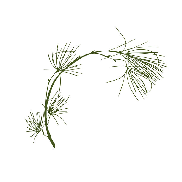 松树简单树枝插画，孤立在白色背景上。常绿冷杉树枝。松树嫩枝手绘矢量图，适用于冬季装饰、节日印刷品、贴纸图片下载