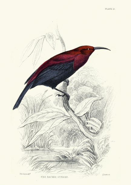 鸟类学，铜太阳鸟，扇尾太阳鸟或火背太阳鸟，鸟类，野生动物艺术，复古插画，威廉·贾丁的《西非鸟类》图片下载