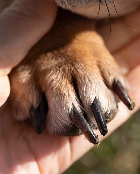 一只狗的爪子特写，指甲明显很长，放在人的手里。这张图片强调关爱、连接和宠物健康。图片下载