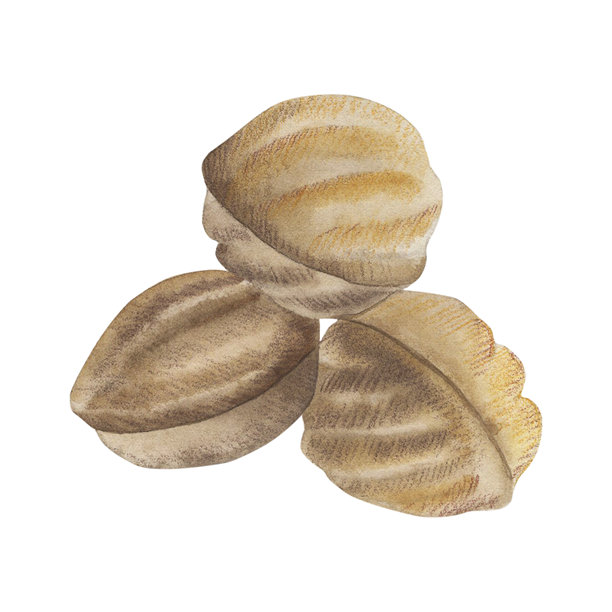 饼干的形状像坚果。一张温暖色调的手绘圣诞烘焙水彩插画，孤立在白色背景上。适用于设计卡片、包装、美食博客、贴纸、节日。图片下载