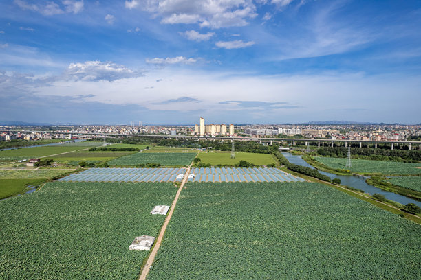 阳光明媚的平原上，绿色的田野和乡村房屋的航拍照片图片下载