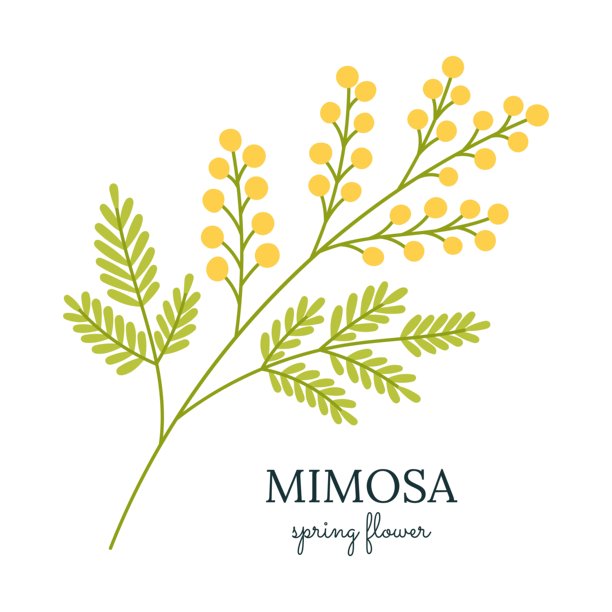 含羞草春季花枝，带有黄色圆形花朵和绿色叶子。植物风格的扁平插画，线条简洁，风格简约，背景为白色。非常适合用于贺卡、海报、季节性设计和品牌推广。图片下载