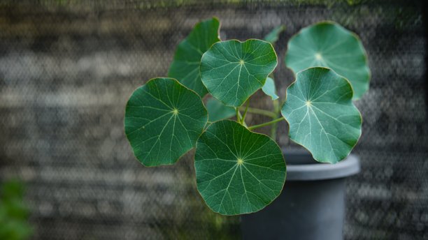 豆瓣绿（Stephania erecta Craib），极简风格家居装饰的观赏植物，摆放在木桌上，背景为灰色，并留有复制空间。图片下载