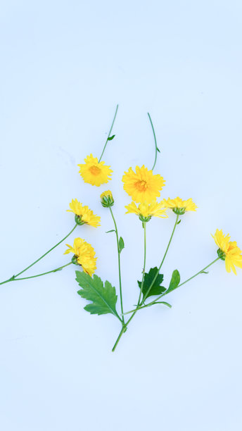 这张以纯白背景衬托的黄色菊花图片非常适合用作图库照片或艺术关键词。图片下载