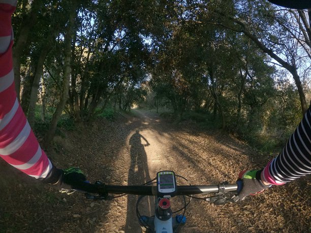 在森林中骑山地自行车，骑行者视角图片下载