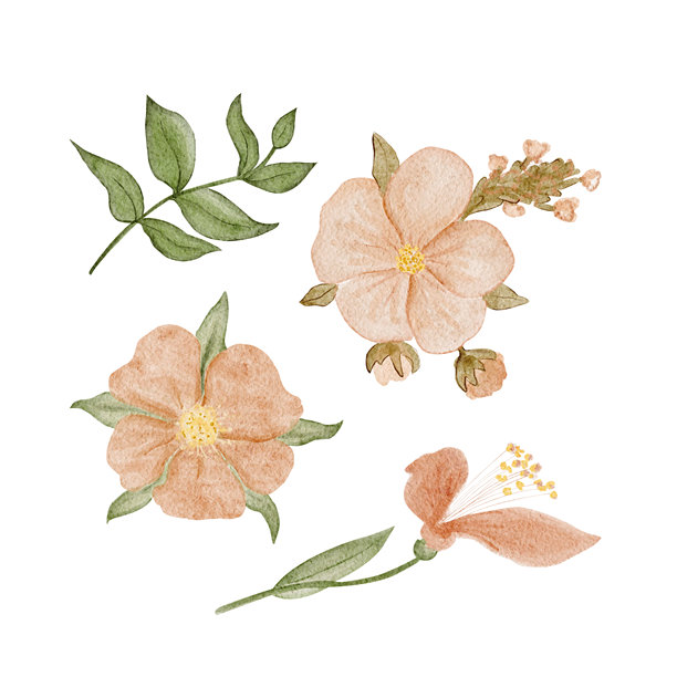 一套带有桃色花朵和绿色叶子的水彩花卉图案，孤立在白色背景上。优雅的手绘植物素材，适用于婚礼文具、品牌设计、包装、请柬和现代女性化设计。图片下载