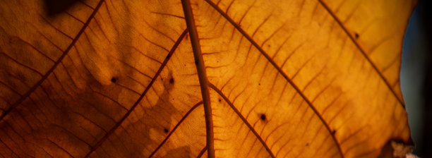 橙绿色纹理元素横幅，用于设计背景，有茂密的叶子和植物，户外，并留有复制空间图片下载