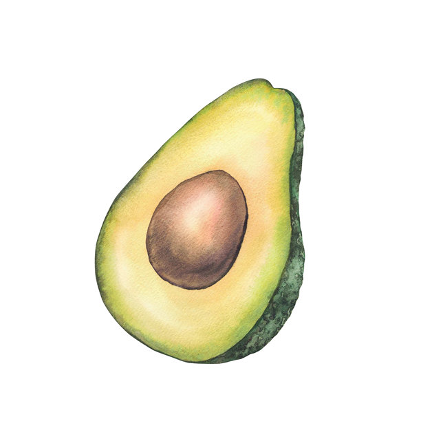 新鲜牛油果的一半，带有棕色果核。手绘水彩风格的成熟绿色水果插画，孤立呈现。图片下载