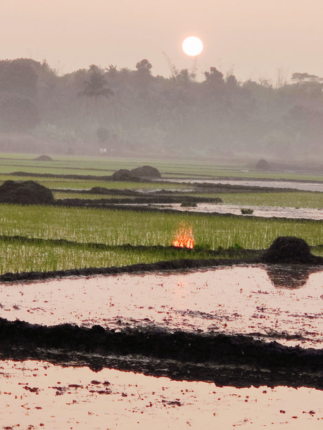 宁静的乡村，水稻田被黎明的柔光笼罩，是农业、自然和乡村生活方式的理想视觉素材。图片下载