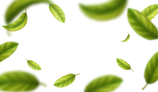 3D写实矢量图标插画。由绿茶叶制成的框架，孤立在背景上。图片下载