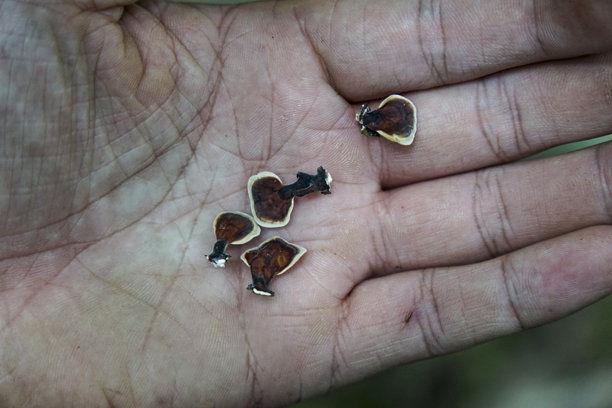 布满风霜的手捧着野生的药用蘑菇图片下载