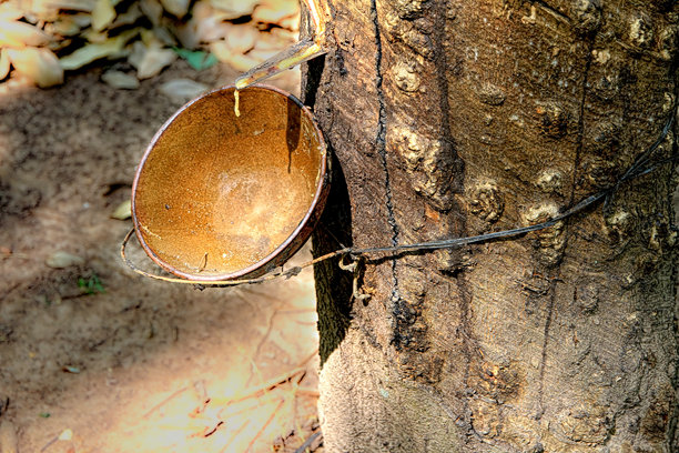 黑色杯子里的乳胶，背景是森林中的橡胶树。图片下载
