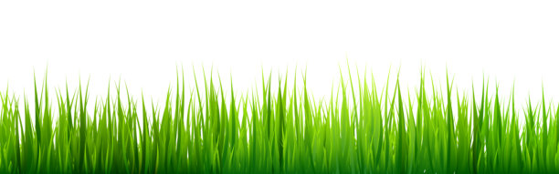 草地剪影，平原上有绿草和植物。全景夏季草坪景观，有香草和各种杂草。草本植物边框，框架元素。黑色横幅。矢量图图片下载