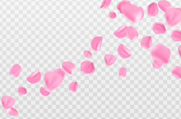 3D写实矢量插画。粉色樱花花瓣散落，孤立在透明背景上。美容和化妆品背景展示。图片下载