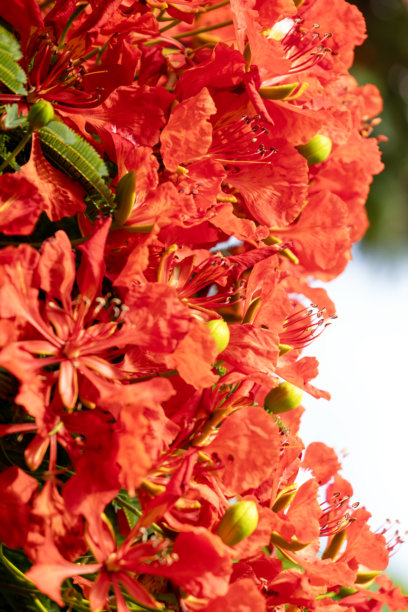 火焰树（凤凰木）的特写红色花朵，背景带有复制空间图片下载