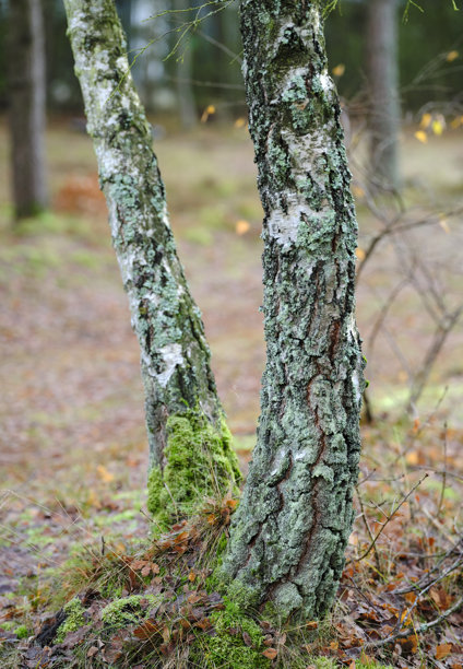 丹麦苔藓森林中的桦树树干，树皮上有地衣，地面上有秋叶，宁静而富有质感的林地景象，适合素材使用图片下载