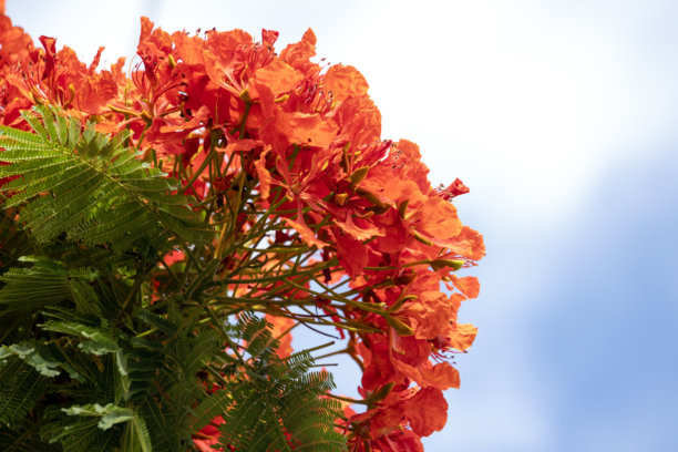火焰树（凤凰木）特写红色花朵，背景带有复制空间图片下载