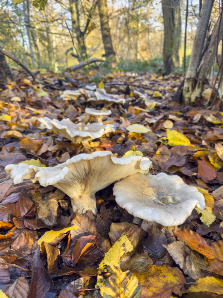 野生天然蘑菇图片下载