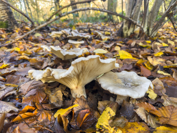 野生天然蘑菇图片下载