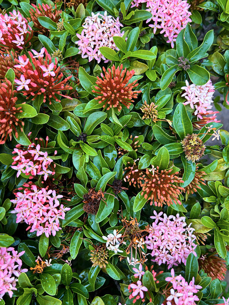 精心构图的花园花卉照片图片下载