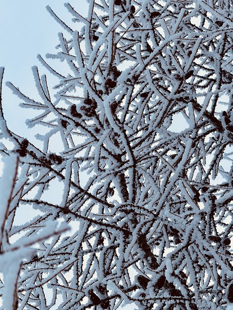 冰冻的花蕾，带有复杂的图案，冰冻植物枝条和尖端的宏观视角，展示冰冻豆荚和细枝的详细微距照片，具有精细的结构图案图片下载