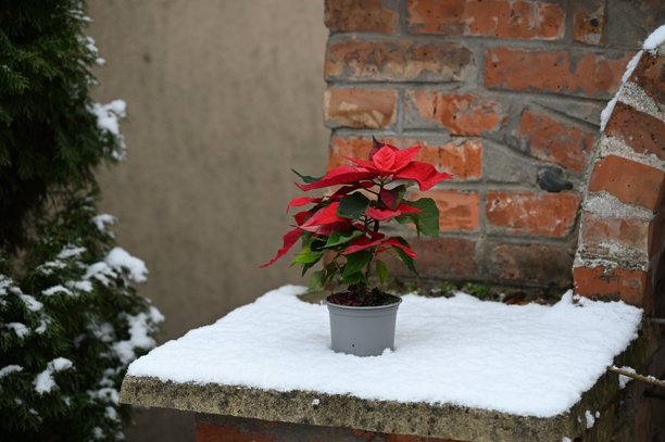 一盆简单的红色一品红植物，摆放在覆盖着新鲜白雪的复古花园户外。图片下载