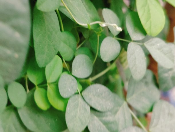 藤蔓植物上鲜绿色叶片的特写，用于自然、花园和植物素材图片下载