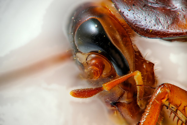 蟑螂头部微距照片图片下载