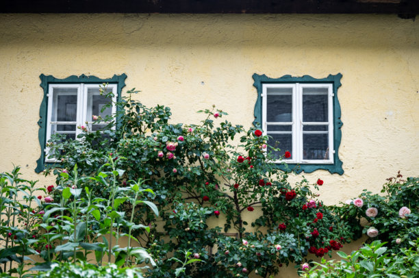 迷人的萨尔茨堡房屋外观，在舒适的花园环境中盛开着玫瑰和复古窗户图片下载