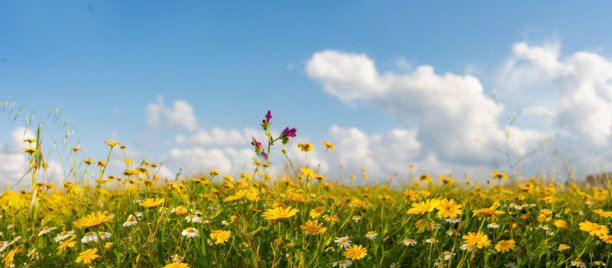 风景如画、富有氛围感的广角照片，展示了野花盛开的原野。图片下载