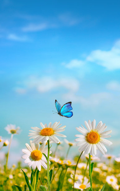 盛开的雏菊和上方蝴蝶的美丽、明亮、竖构图的春季照片。图片下载