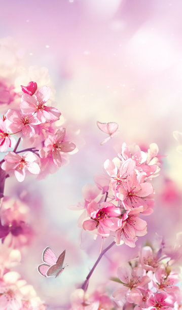 春天，樱花盛开的美丽明亮垂直照片图片下载