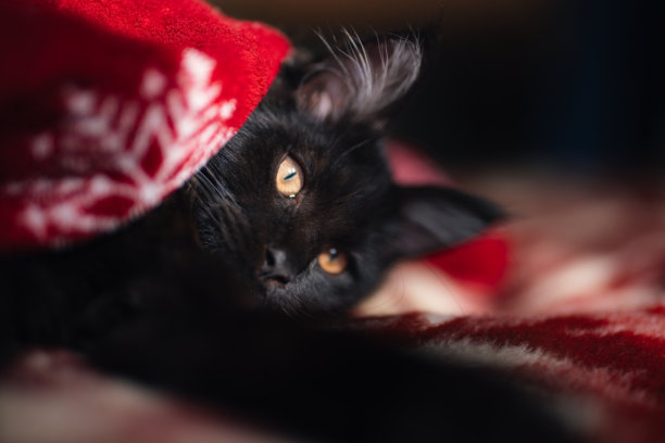 一只黑色的幼猫从红色毯子上抬起头——图片素材图片下载