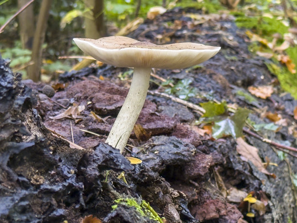 野生的天然蘑菇图片下载