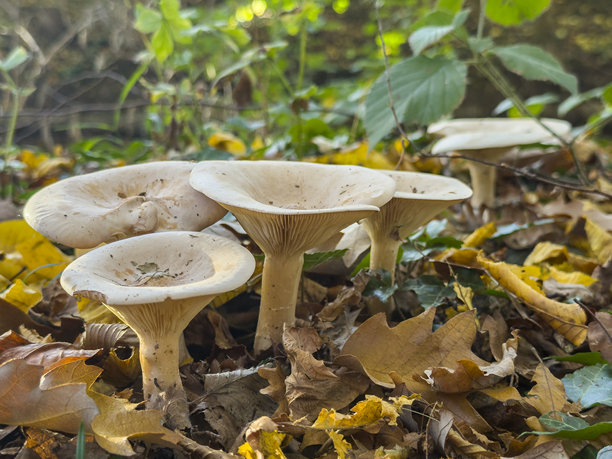 野生天然蘑菇图片下载