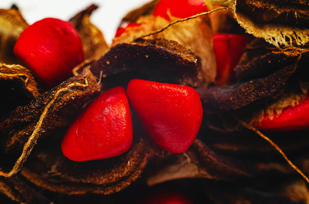 干枯的红色木兰种子，生长在干枯的棕色花序中。微距照片。有趣的秋季屏保。图片下载