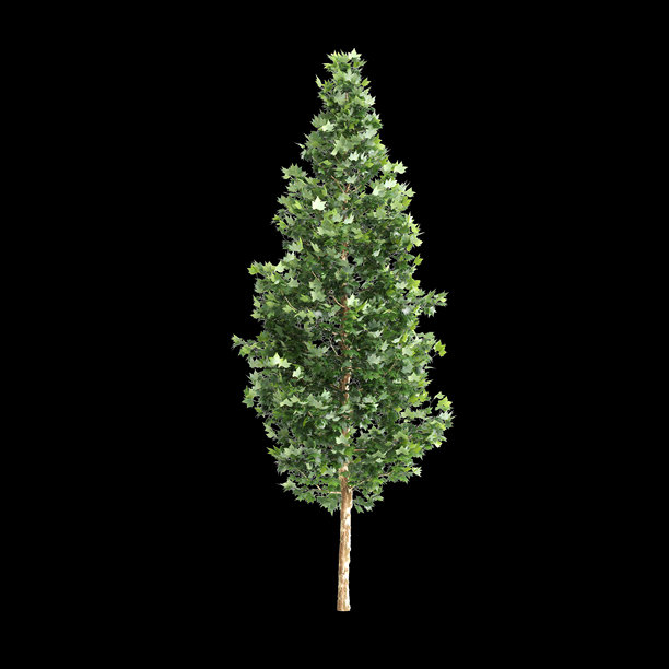 掌叶悬铃木3D插画，黑色背景图片下载