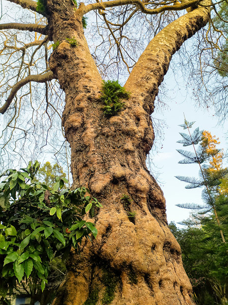 雄伟的古树，树皮扭曲，树干上生长着茂密的蕨类植物。这张低角度拍摄的照片代表着坚韧和自然的伟力，非常适合环境和生物主题。图片下载