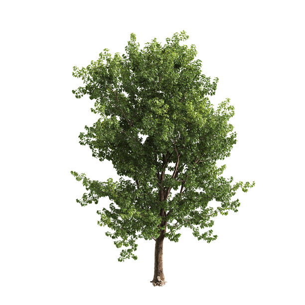 白杨树三维插画，白色背景图片下载