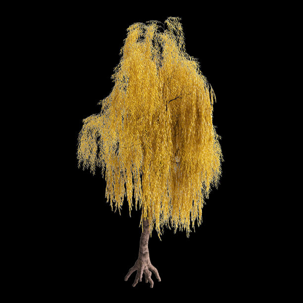 垂柳三维插画，黑色背景图片下载