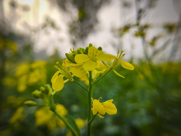 黄色芥菜花令人惊叹的微距照片图片下载
